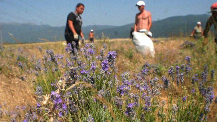 Болгария крупнейший экспортер лекарственных трав