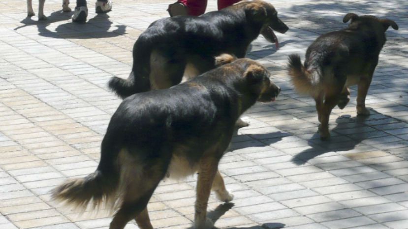 Бездомные собаки искусали двух человек в центре Золотых песков