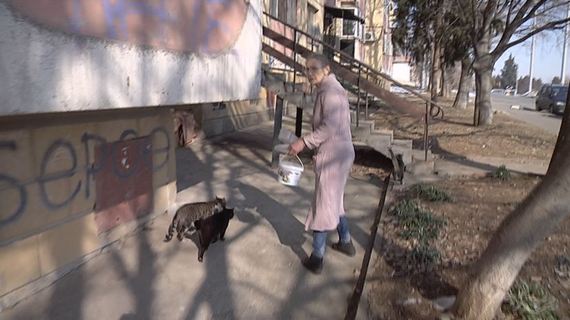 В Болгарии оштрафовали пенсионерку за кормление бездомных животных