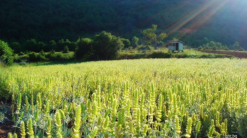 Пиринский чай – одна из самых целебных лекарственных трав Болгарии выходит на международные рынки