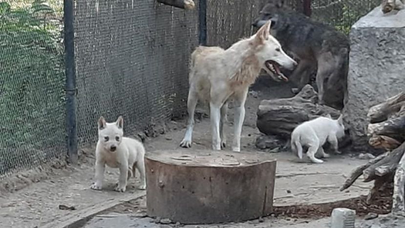 Три бели вълчета са се родили във варненския зоопарк