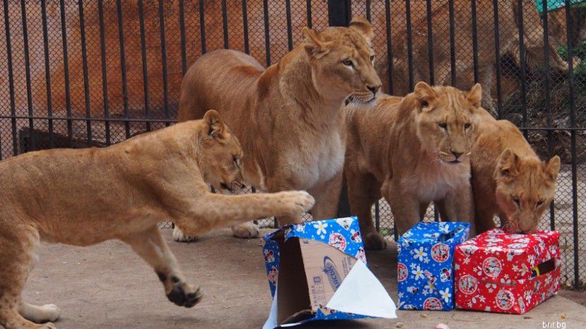 В Варненском зоопарке отметили дни рождения трех именинников