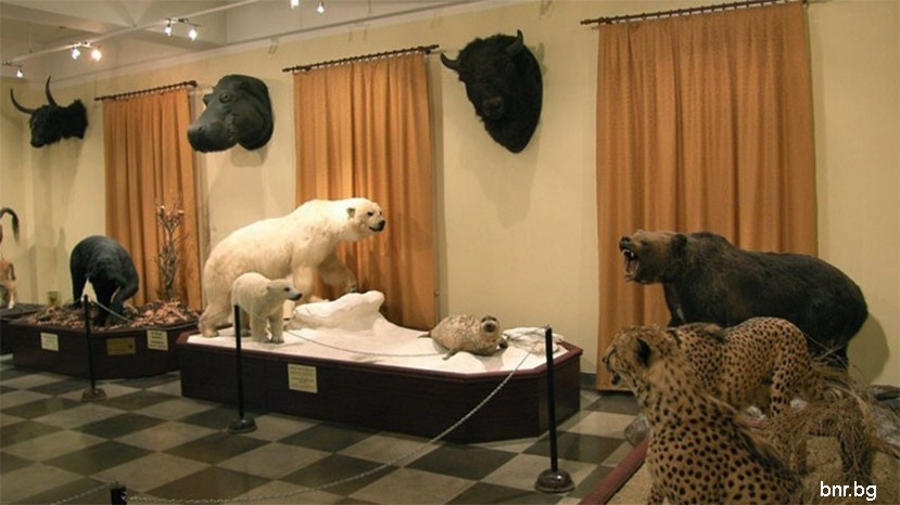 Музей естественных наук 