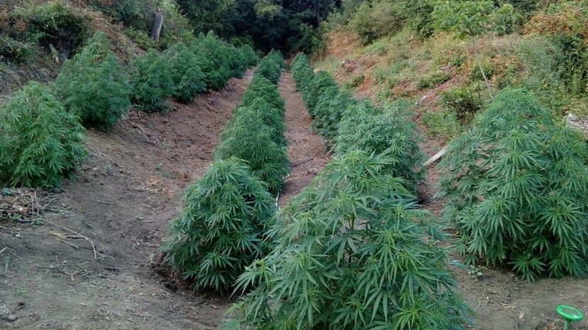 В поморийском селе Бата полицейские обнаружили рекордное количество марихуаны
