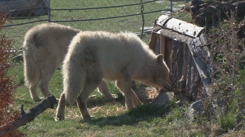 Бургаският зоопарк има нови питомци – бели вълци