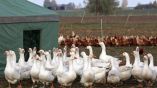 ТАСС: В Болгарии зафиксировали вспышку птичьего гриппа