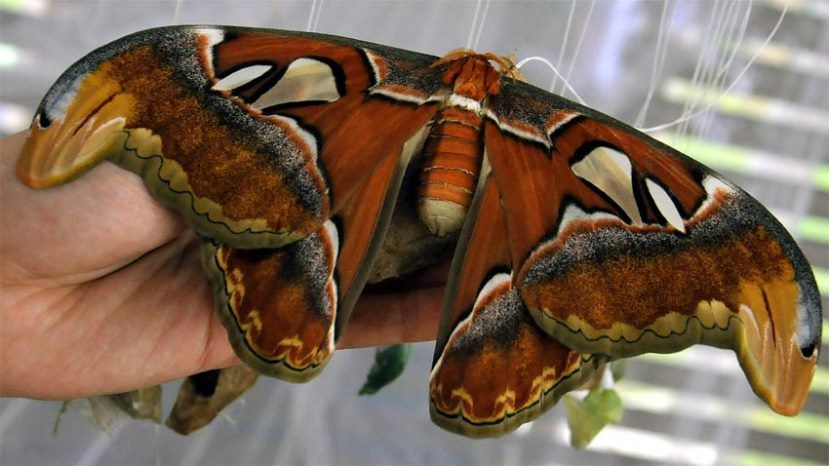 В Бургасе вылупился экземпляр самой большой в мире бабочки