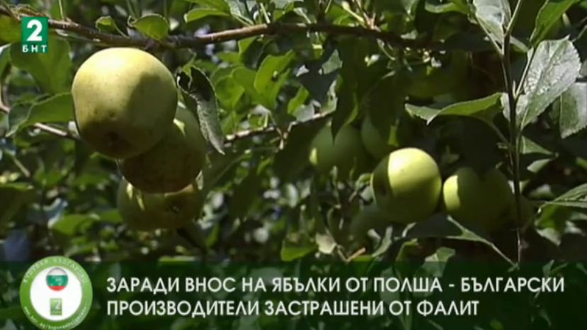 Внос на ябълки от Полша застрашава българските производители