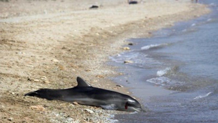 Между Поморием и Ахелоем выбросило семь мертвых дельфинов