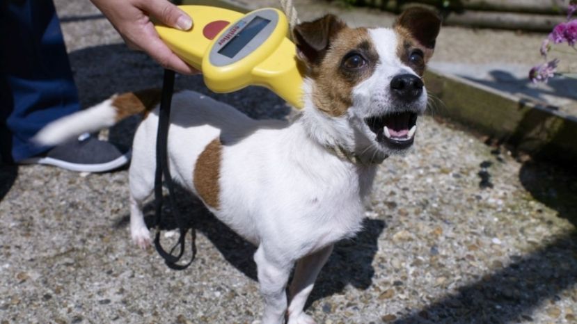 Столичният инспекторат проверява дали собствениците на кучета са поставили микрочип на животното