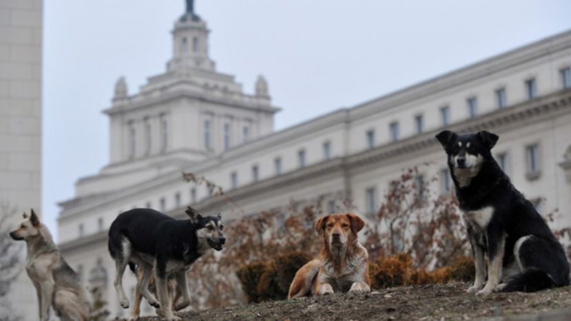 В Болгарии наблюдается сокращение количества бездомных собак