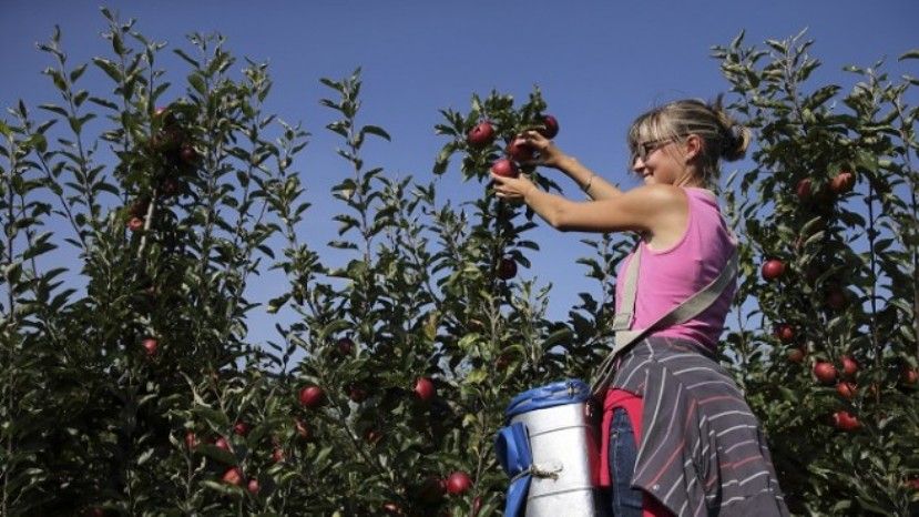 Производство яблок в Болгарии может исчезнуть