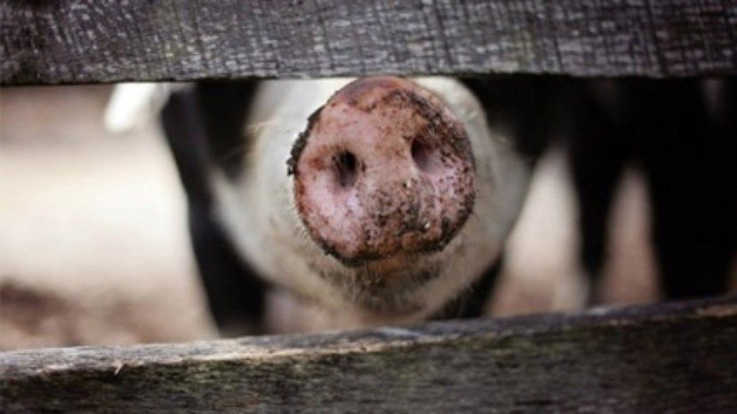 Проводится эвтаназия 17 000 свиней в районе города Русе