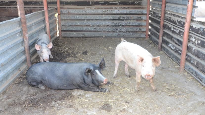 В Болгарии зарегистрированы случаи африканской чумы свиней