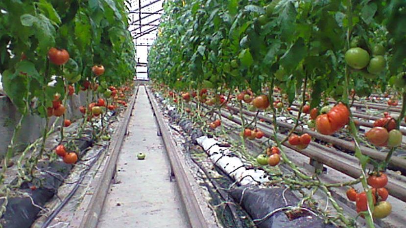 В 2018 году в Болгарии производство тепличных овощей увеличилось на 28%