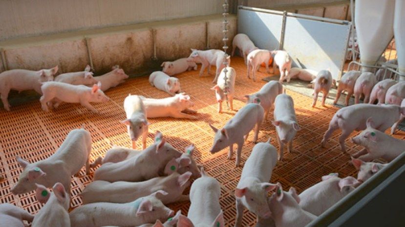 ЕС берет на себя 75% расходов на борьбу с африканской чумой свиней в Болгарии
