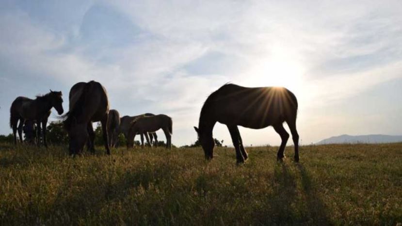 Новите диви коне – част от красотата на Източните Родопи