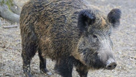Зафиксирован первый случай африканской чумы среди диких свиней в Болгарии