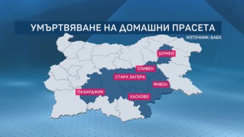 В частном секторе семи областей Болгарии должны быть убиты все свиньи
