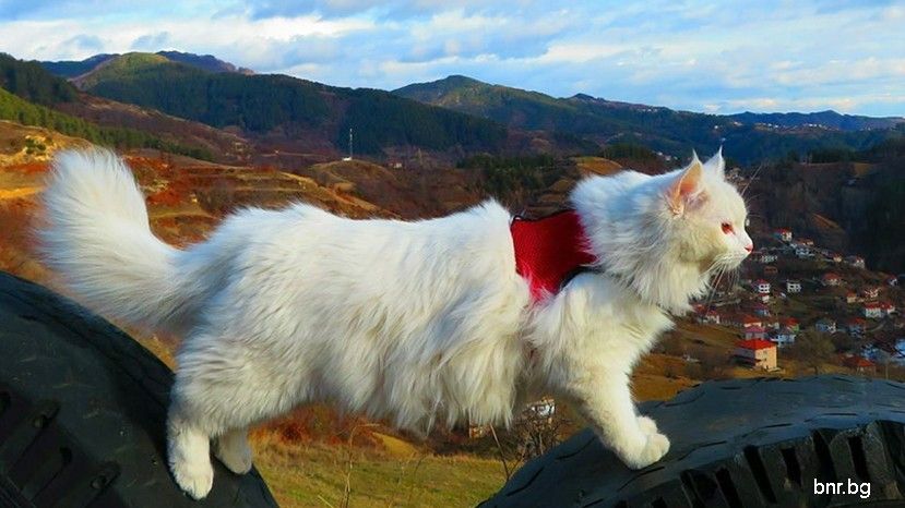 Смелата приключенка Хайди се превърна в най-обичаното коте в интернет