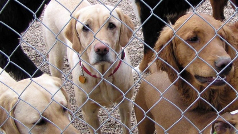 Броят на осиновените безстопанствени кучета в България се е увеличил с 22,5% през миналата година