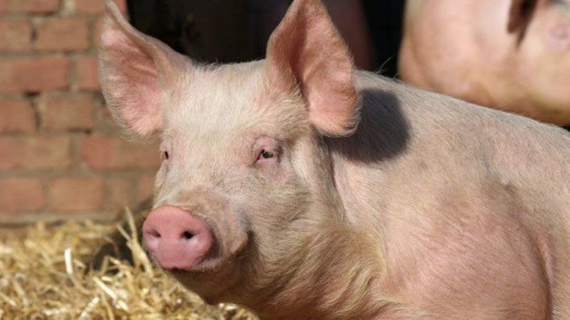 В Болгарии все домашние свиньи должны быть зарегистрированы в местной администрации