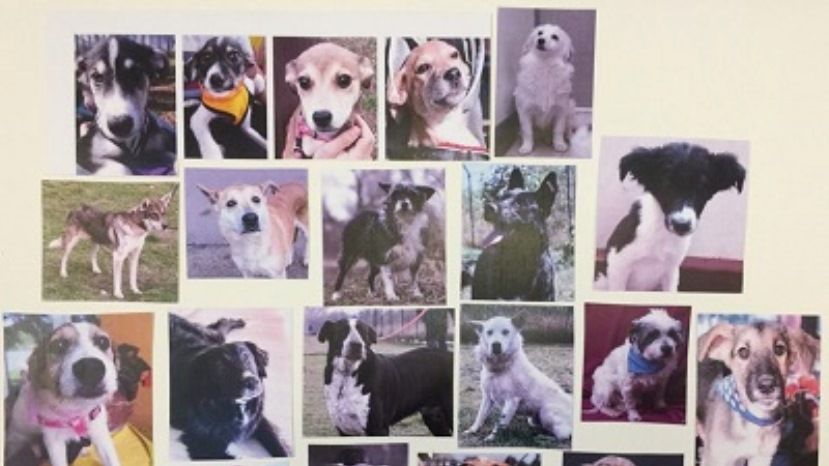 Двайсет и две бездомни кучета от София са осиновени в Германия