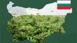 Канадская компания будет выращивать в Болгарии коноплю