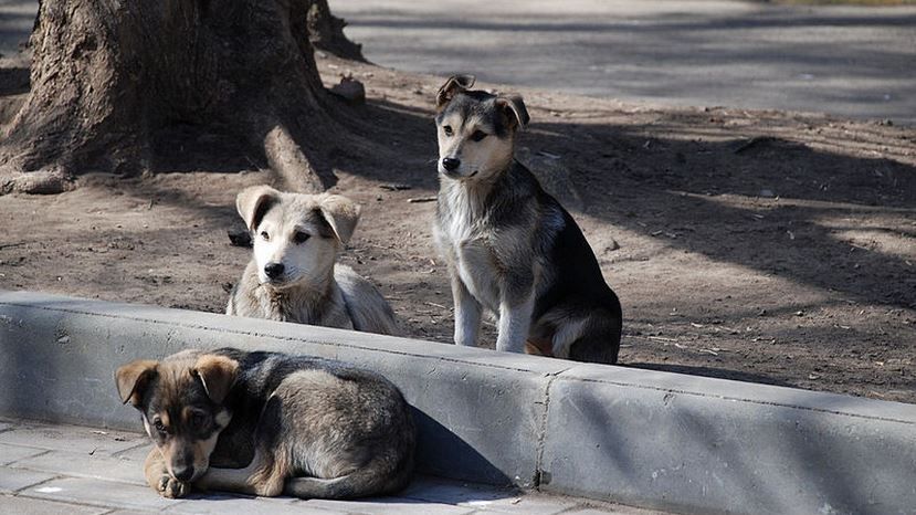 Приета е Национална програма за овладяване популацията на безстопанствените кучета на територията на България