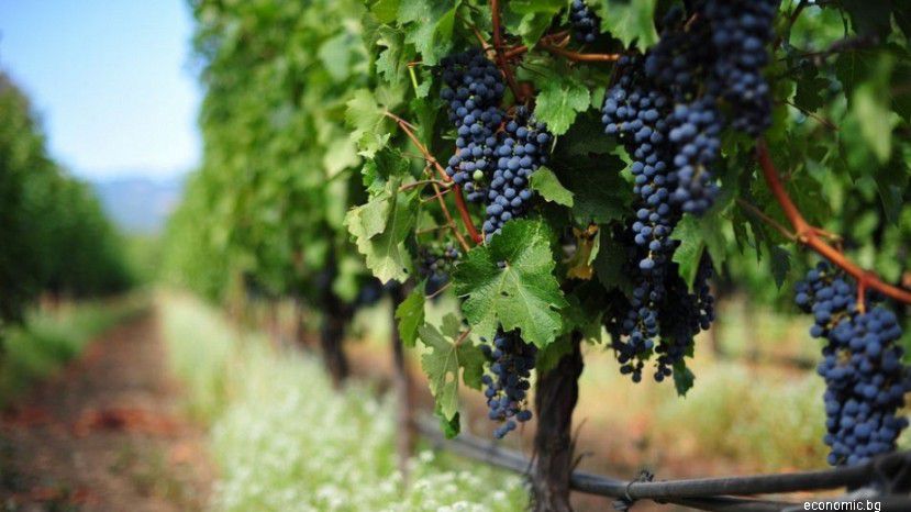 Иностранцы инвестируют в выращивание винограда в Болгарии