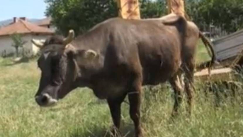 В Болгарии хотят усыпить корову за незаконное пересечение границы ЕС