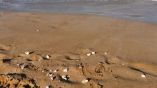 ТАСС: Пляжи на юге черноморского побережья Болгарии загрязнены пальмовым маслом