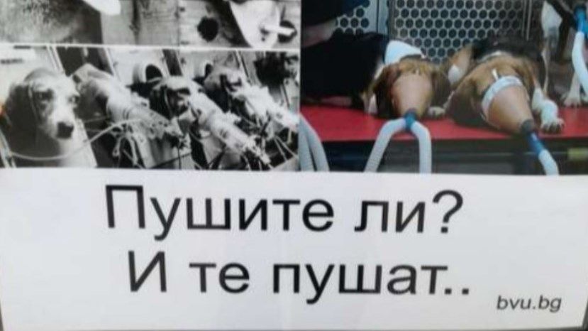 В Софии прошла акция протеста против опытов над животными
