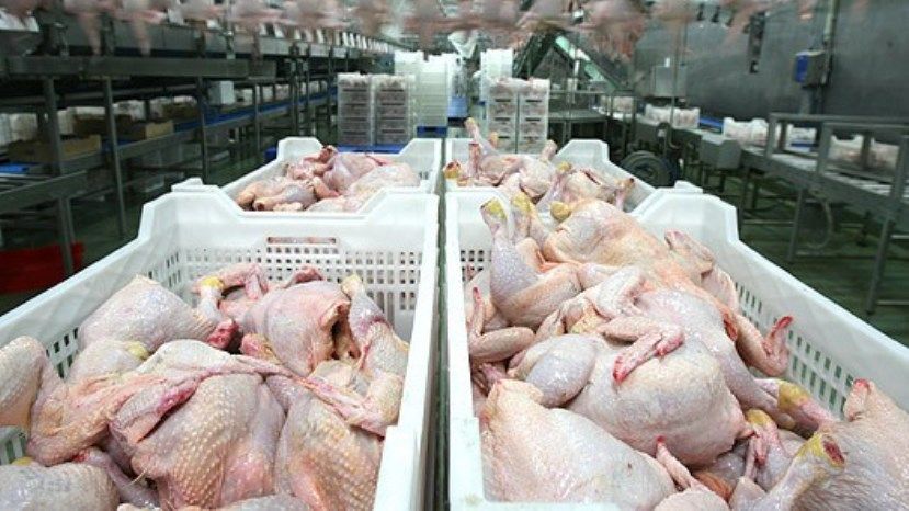 Более 100 тонн куриного мяса с сальмонеллой попало из Польши на болгарский рынок