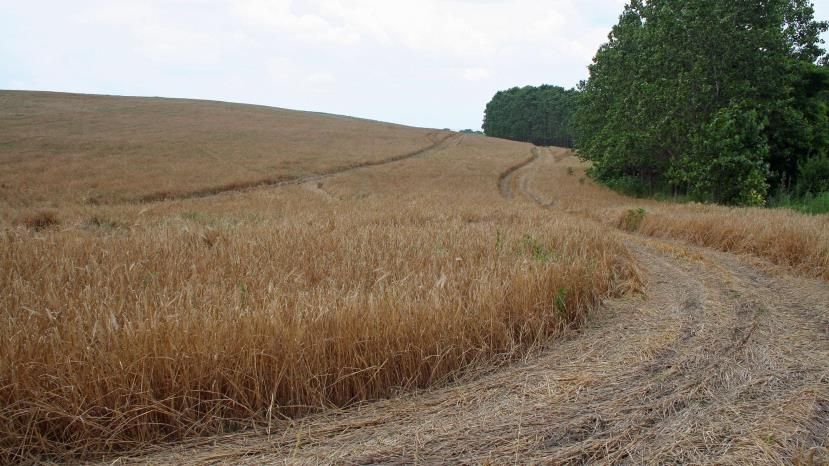 Прогноз: В 2020 году цена на сельхозземлю в Болгарии повысится до 5%