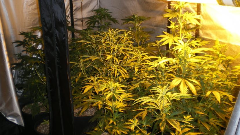 300 кг марихуана откриха полицаи край петричкото село Гега