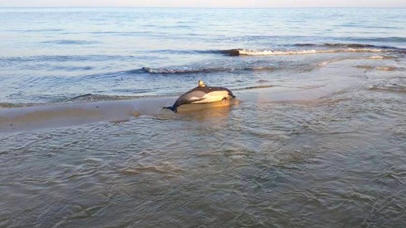 В выходные дни на пляжах Южного побережья найдено 20 мертвых дельфинов