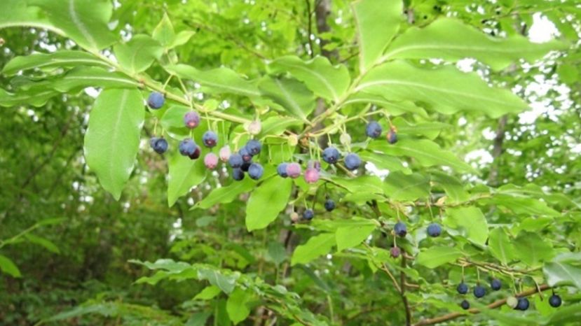 Странджанската боровинка – древен плод от епохата на терциера