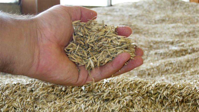 В Болгарии ожидается рекордный урожай зерна