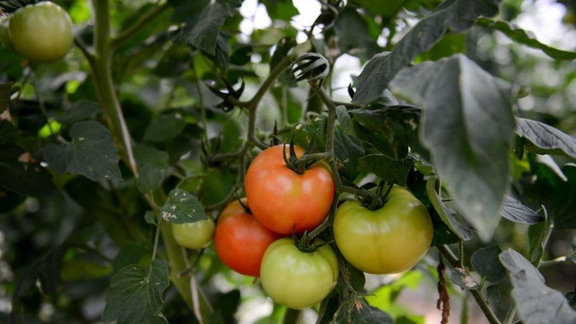 В Болгарии 6.7% обрабатываемых земель заняты биопроизводством