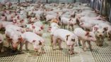 Из-за африканской чумы в Болгарии уничтожено 203 000 домашних свиней