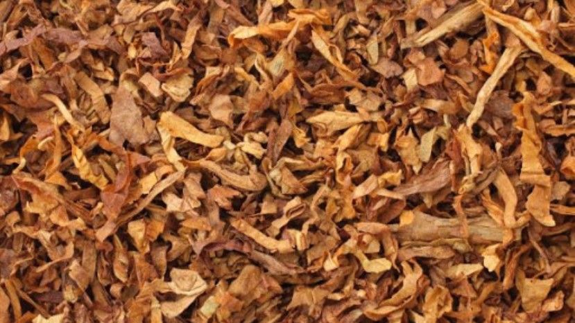 Россельхознадзор выявил муху-горбатку в табачном сырье из Болгарии