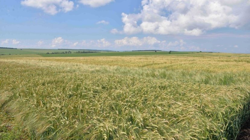 В Болгарии растет урожай зерновых
