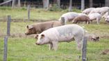 На борьбу с африканской чумой свиней выделено 14 млн евро
