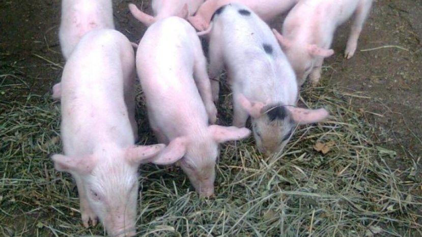 Болгария получит 2,9 млн евро от ЕС для борьбы с африканской чумой свиней