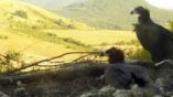 В Болгарии браконьер застрелил черного грифа