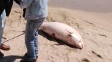 На пляжи Северного побережья Болгарии выбросило 6 мертвых дельфинов
