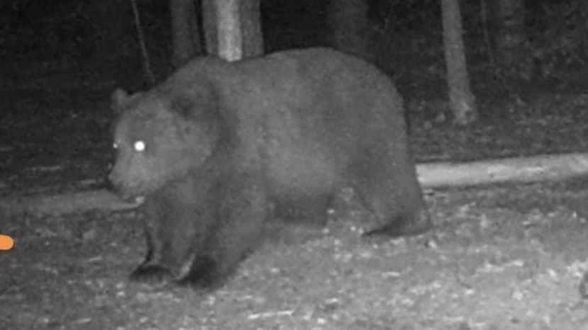 В Болгарии разрешили застрелить медведя, напавшего на женщину