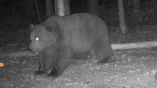 В Болгарии разрешили застрелить медведя, напавшего на женщину