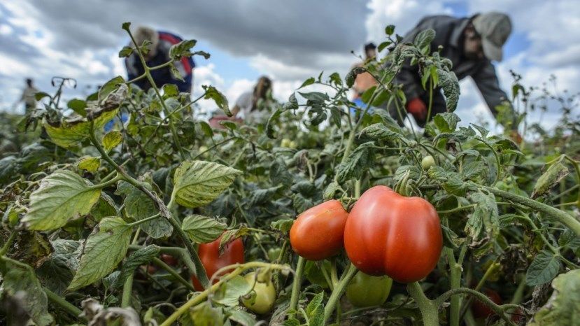 В Болгарии сокращается производство овощей